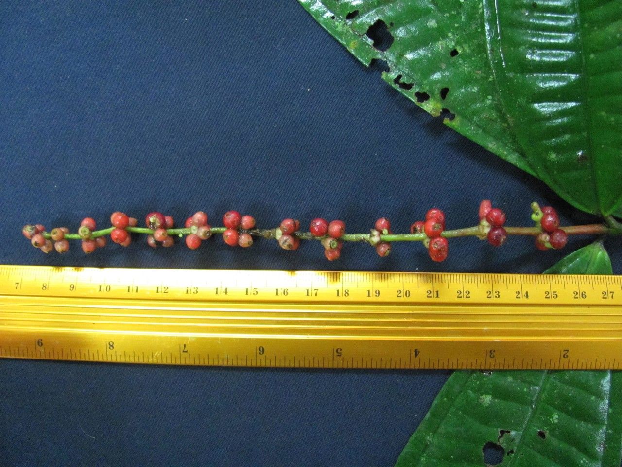 Miconia triplinervis bark