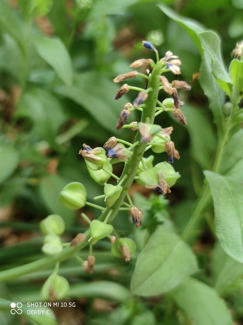 Bellevalia hackelli — related species from the same genus