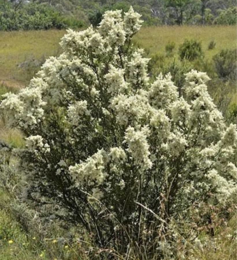 Bursaria spinosa flower