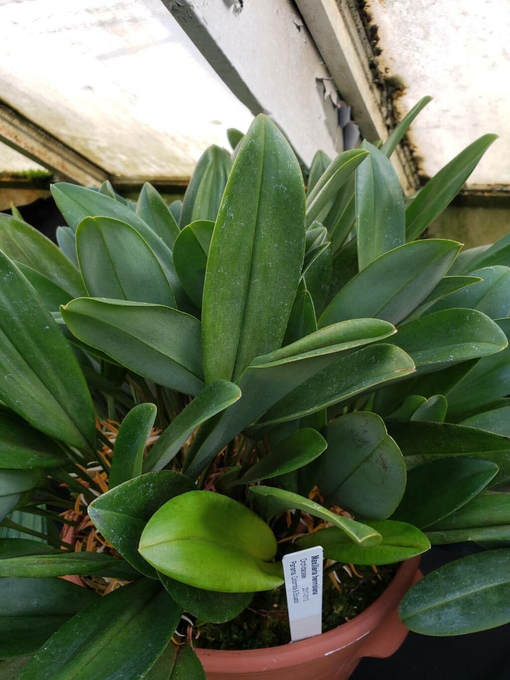 Maxillaria hennisiana — houseplant care guide