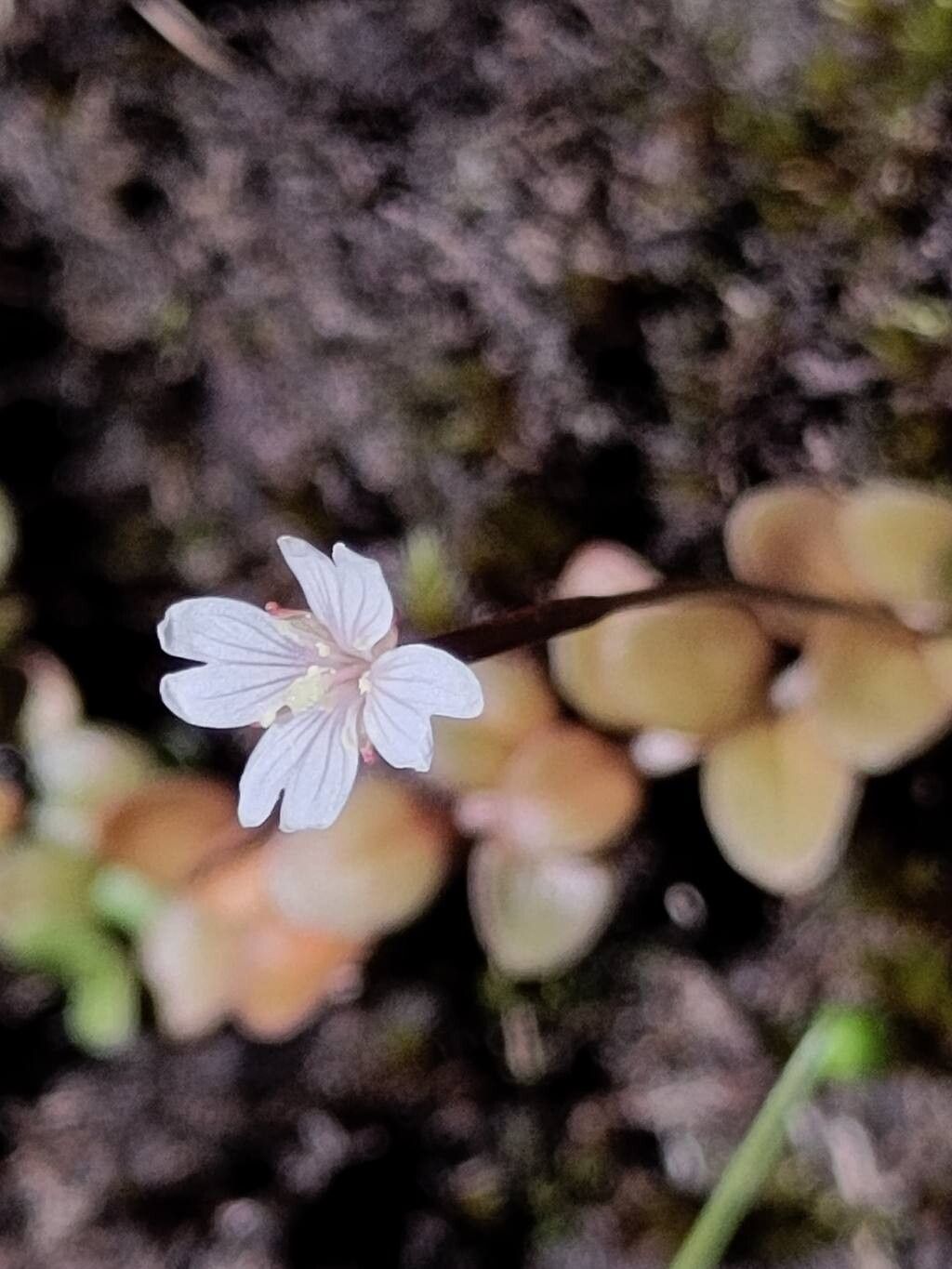 Epilobium brunnescens flower