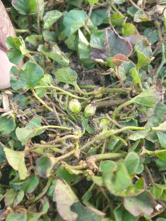 Merremia emarginata fruit