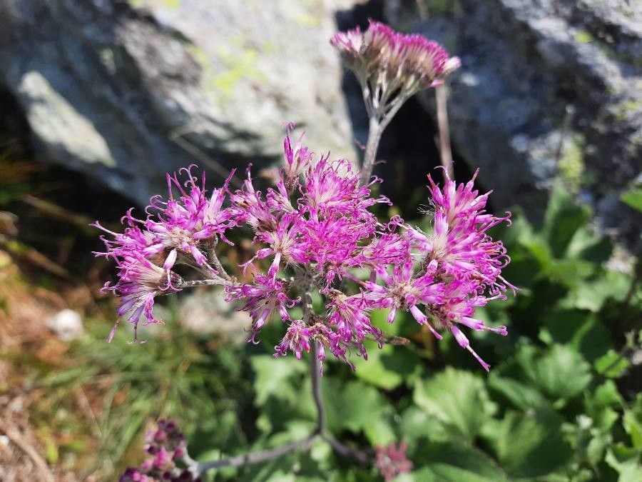 Adenostyles leucophylla flower
