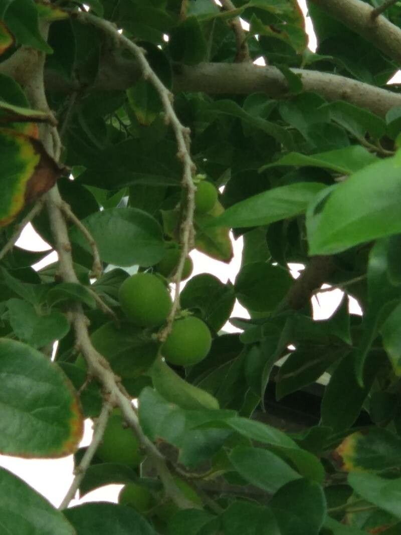 Dovyalis hebecarpa fruit