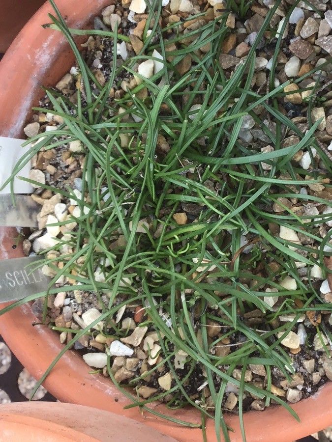 Prospero autumnale leaf