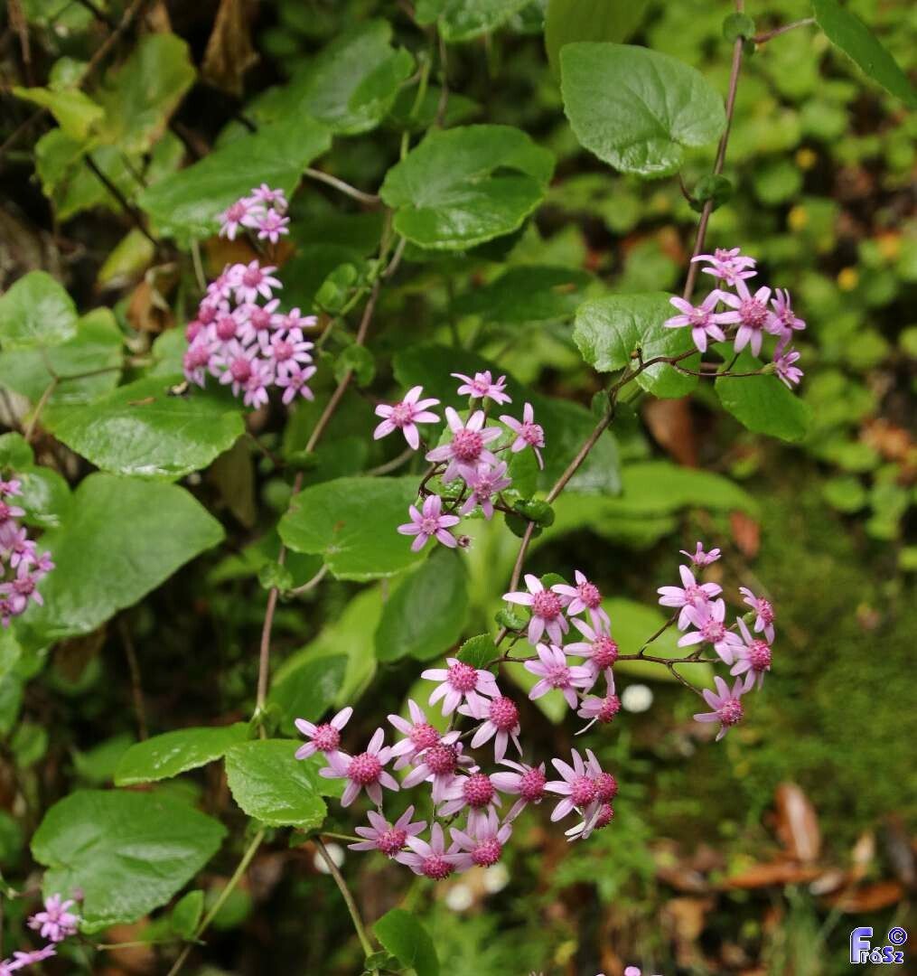 Pericallis aurita habit