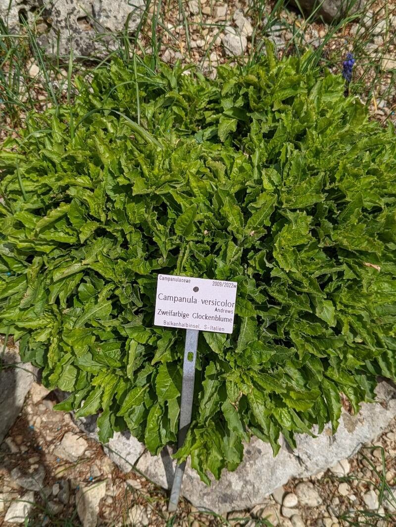 Campanula versicolor leaf