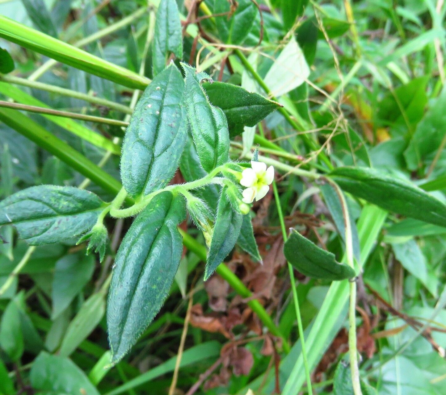 Lithospermum afromontanum flower