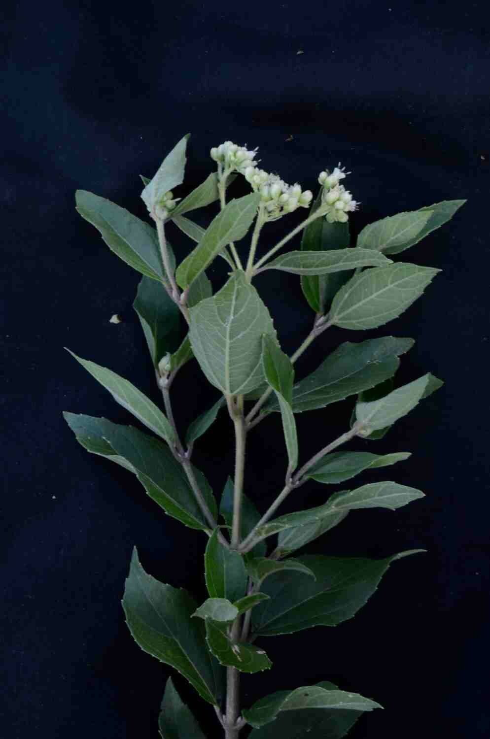 Clibadium armanii flower