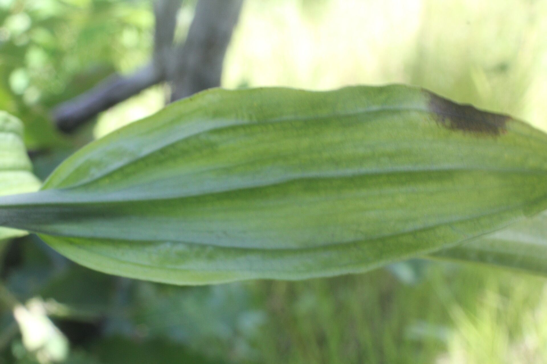 Habenaria strictissima fruit