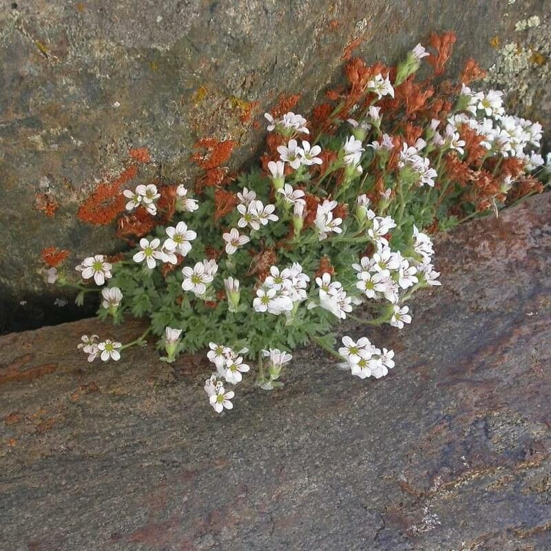 Saxifraga nevadensis flower