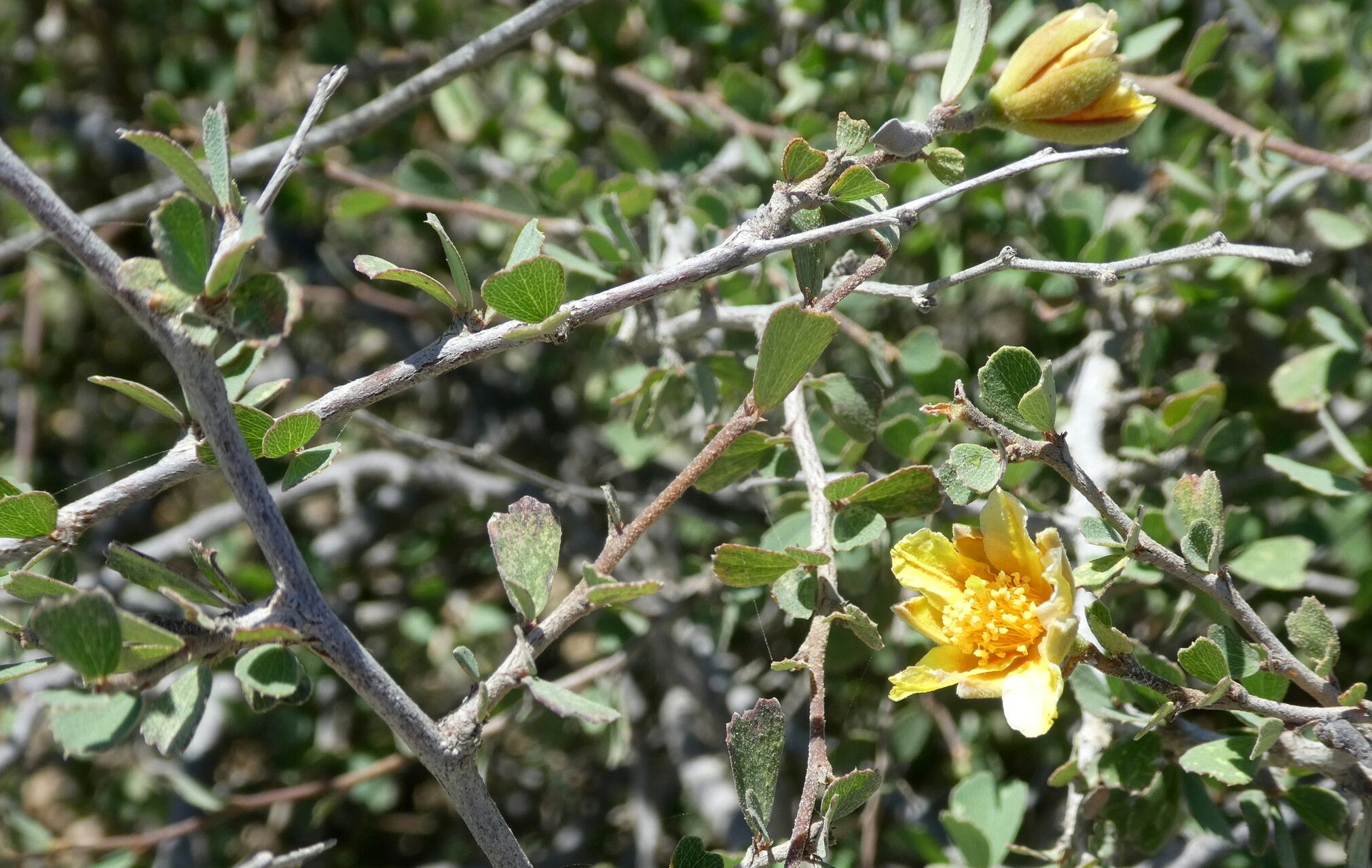 Grewia geayi — houseplant care guide