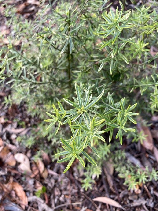Westringia angustifolia leaf