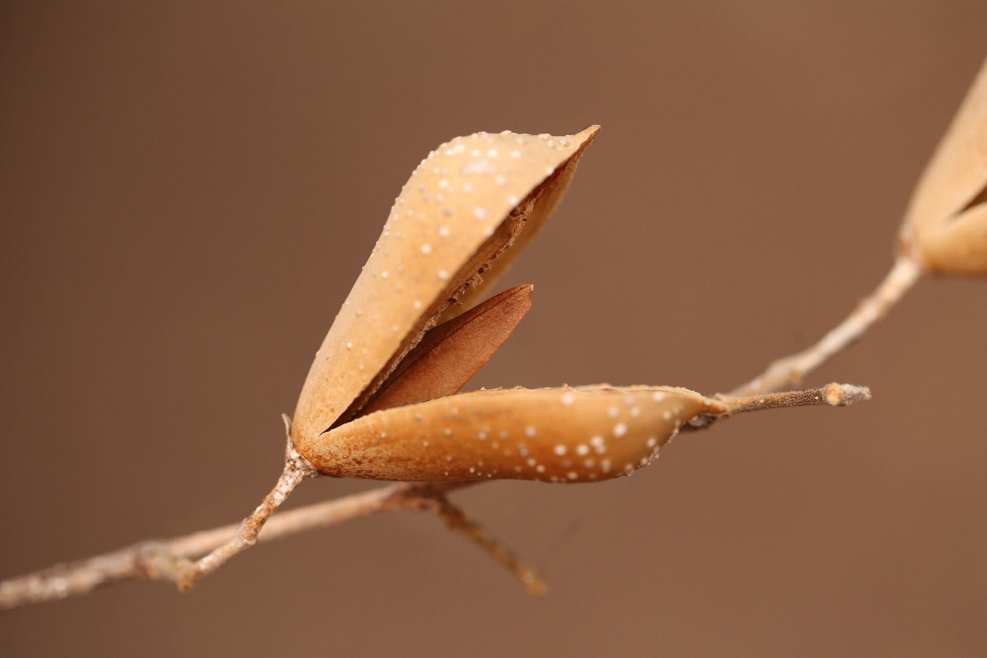 Schrebera trichoclada fruit