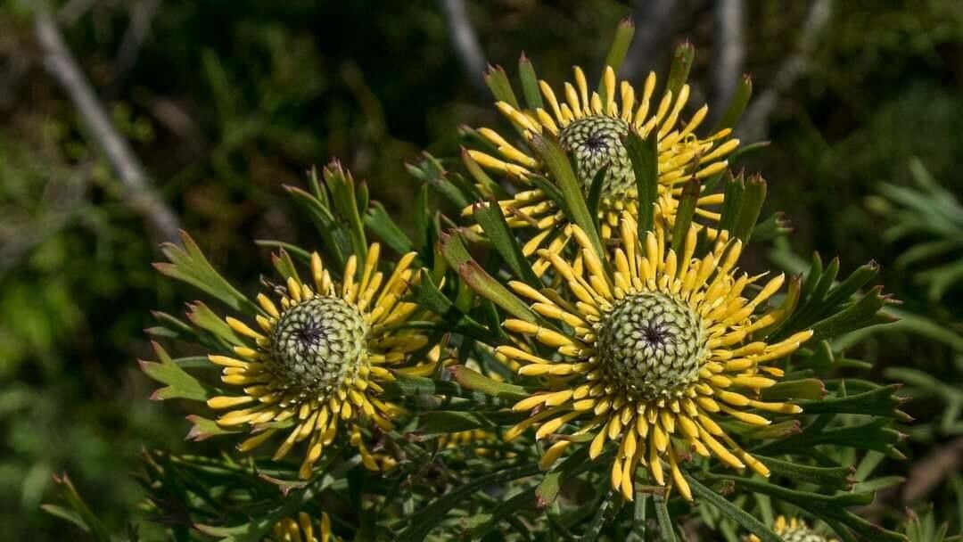 Isopogon anemonifolius flower
