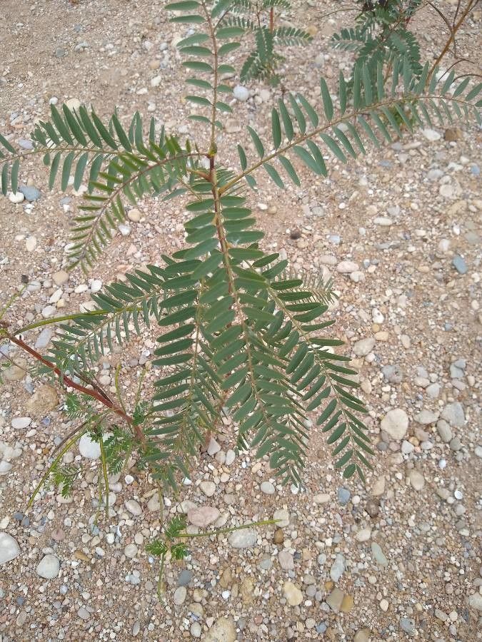 Sesbania punicea leaf