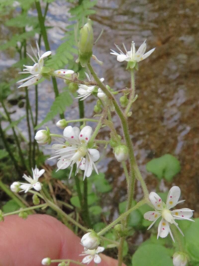 Saxifraga hirsuta flower