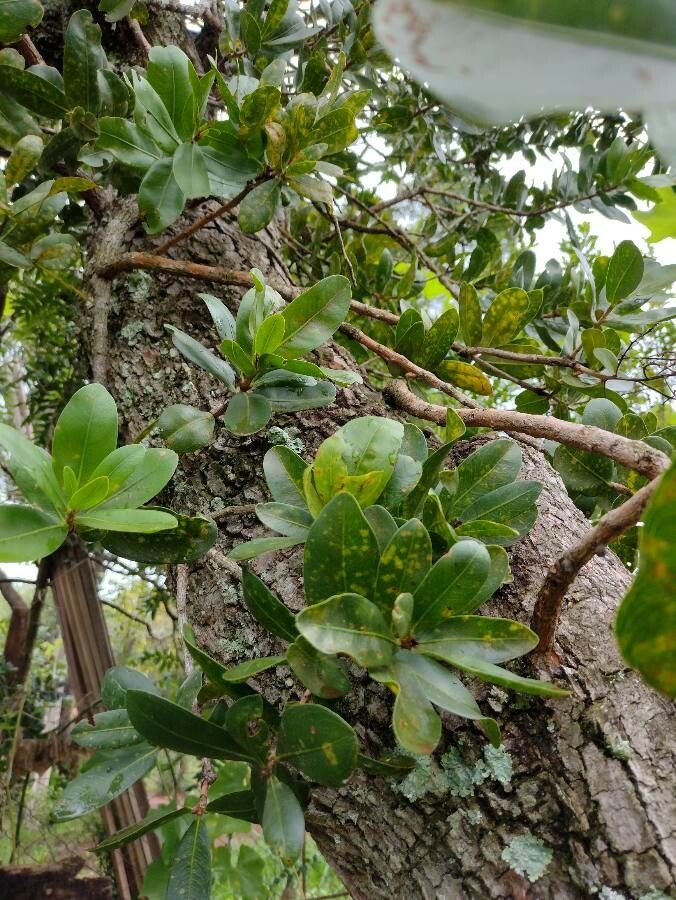 Myrsine guianensis — houseplant care guide