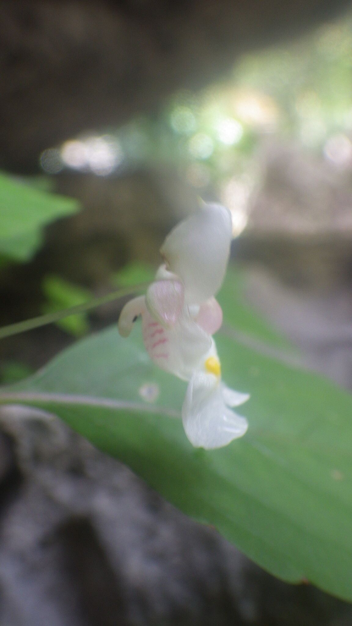 Impatiens barthlottii flower