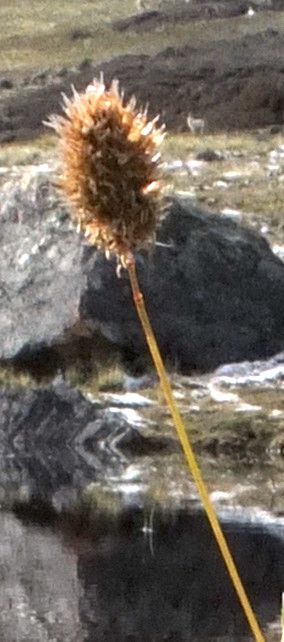 Calamagrostis chrysantha — search result for 'Calamagrostis'
