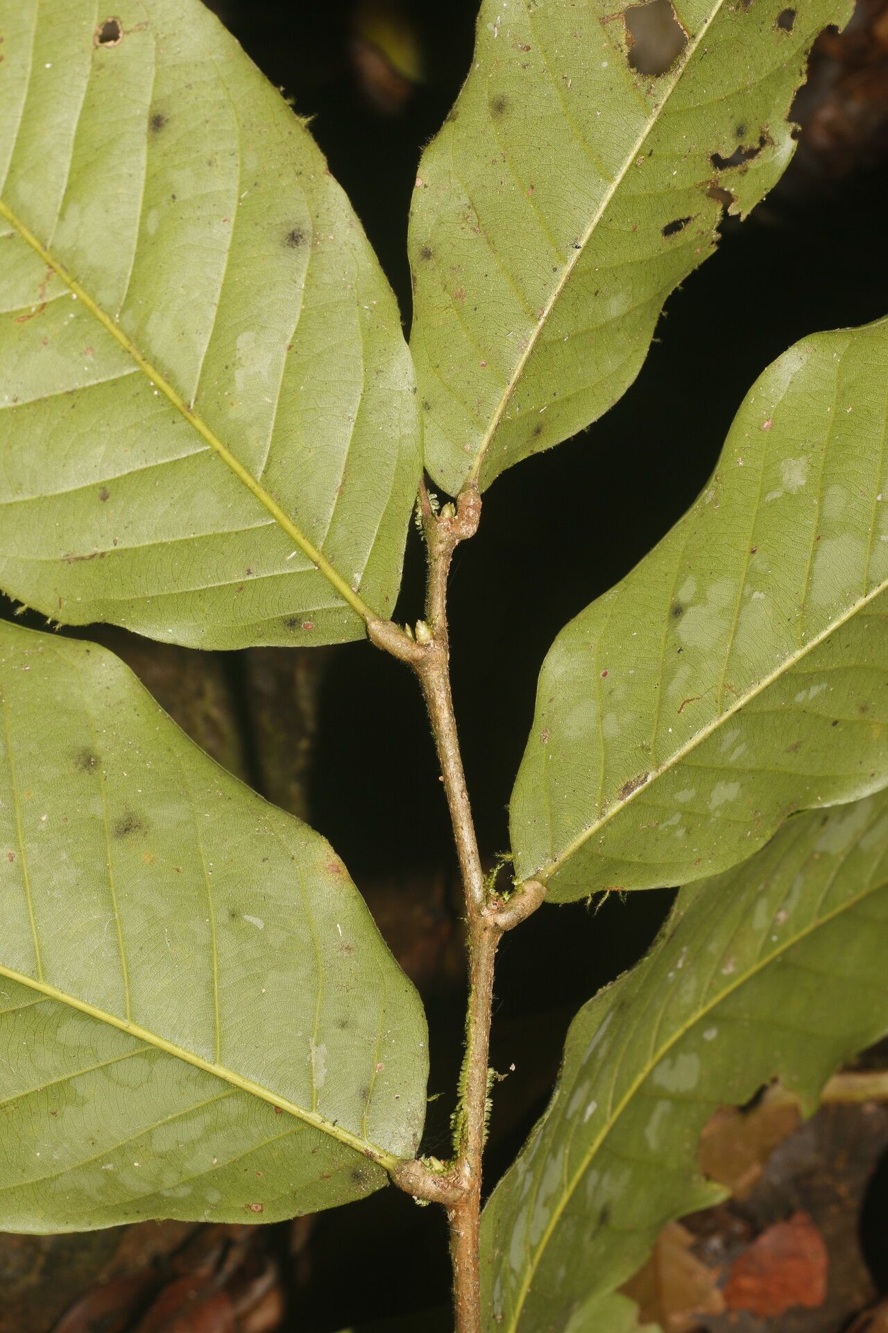 Moquilea kallunkiae bark