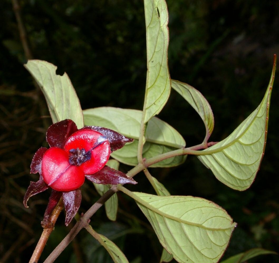 Drymonia semicordata — houseplant care guide