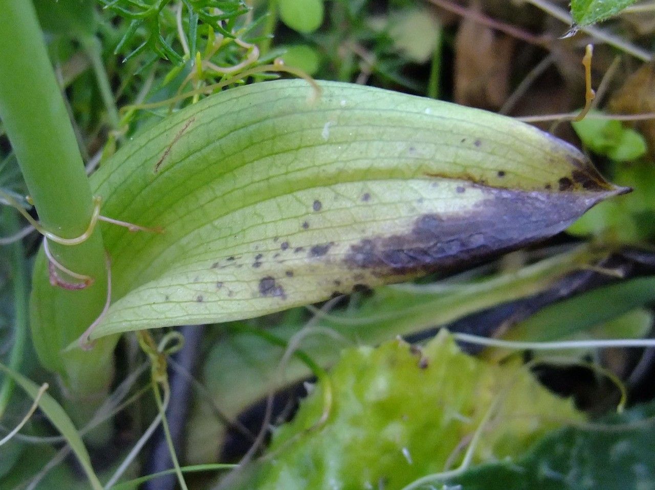 Ophrys lunulata — search result for 'Ophrys'