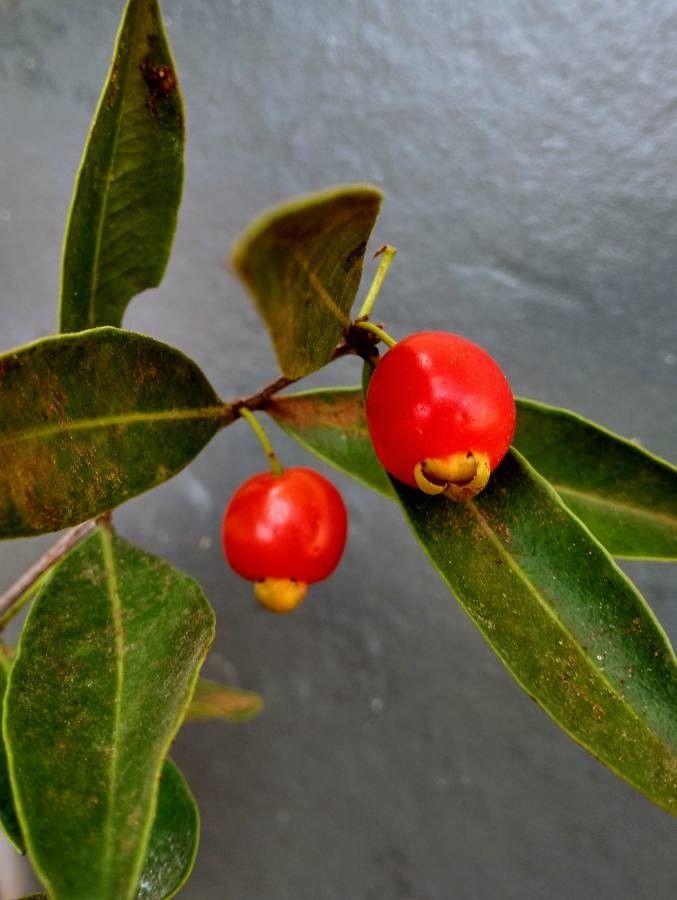 Eugenia pitanga — search result for 'Paraguay'