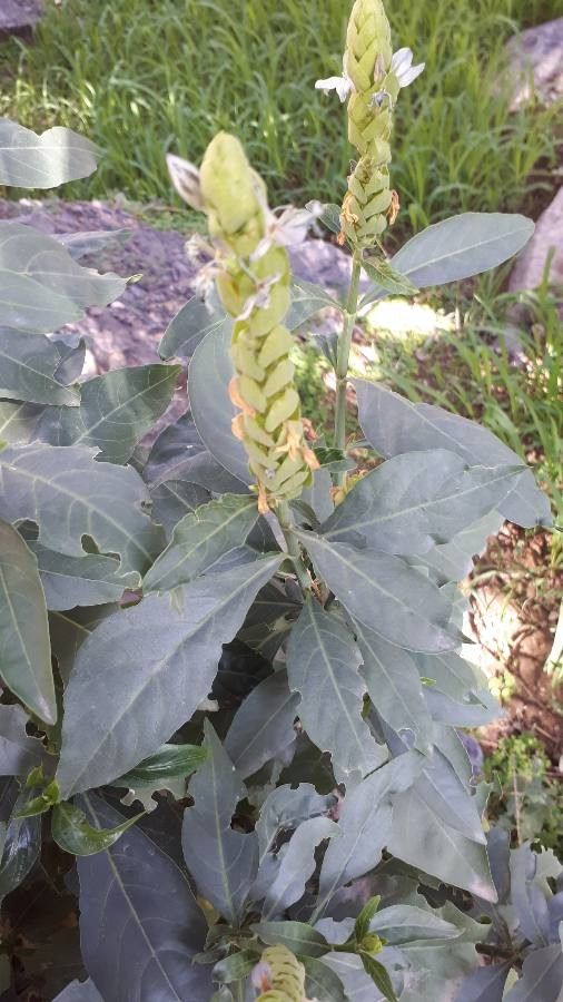 Ecbolium viride leaf