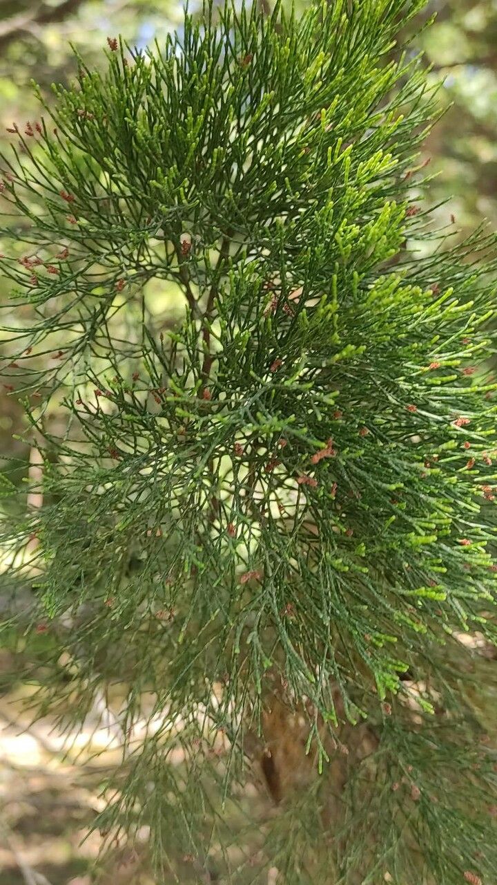 Callitris preissii — search result for 'Cupressaceae'