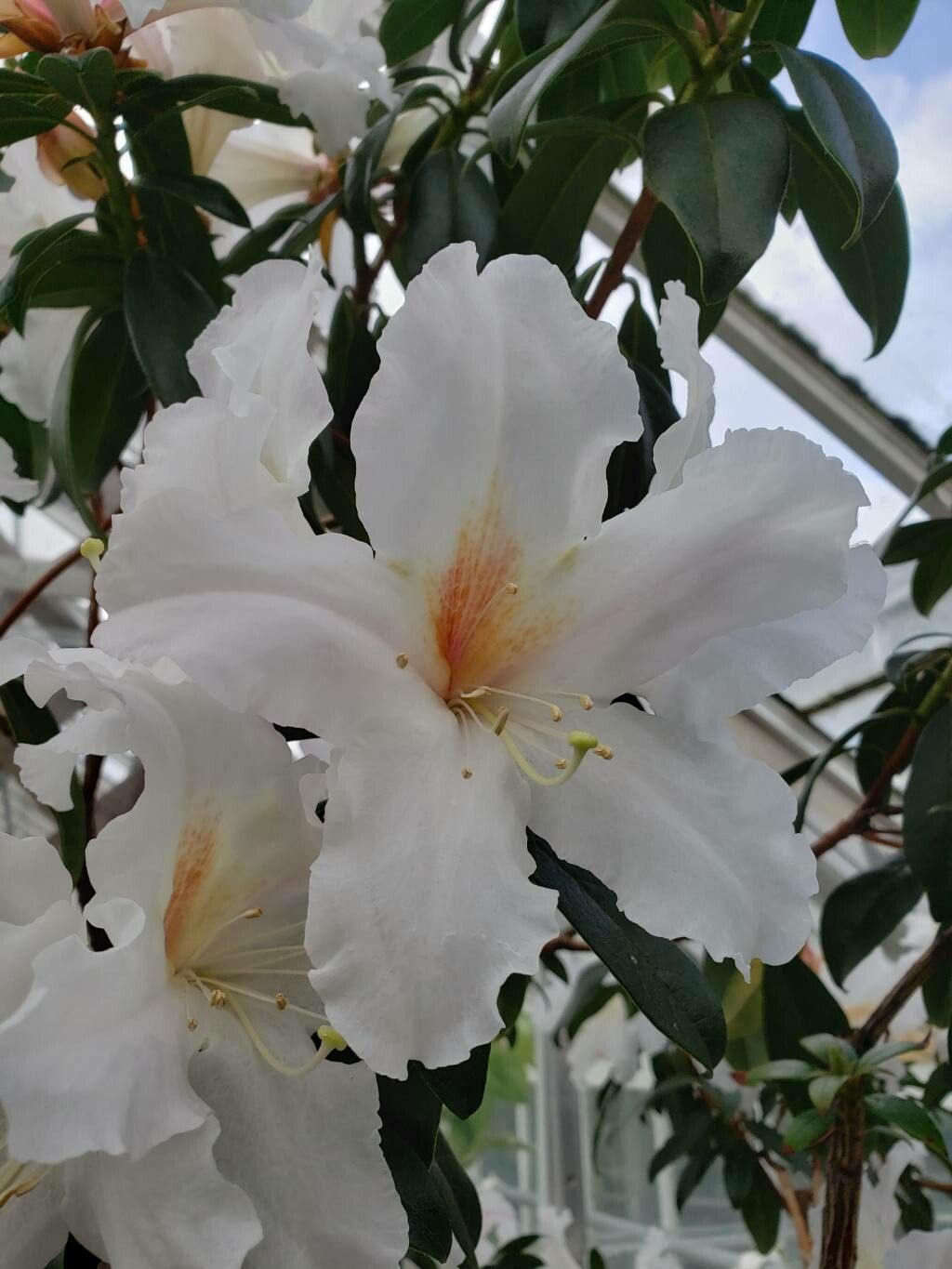Rhododendron veitchianum flower