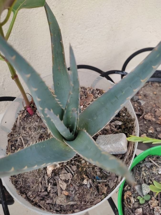 Aloe glauca leaf