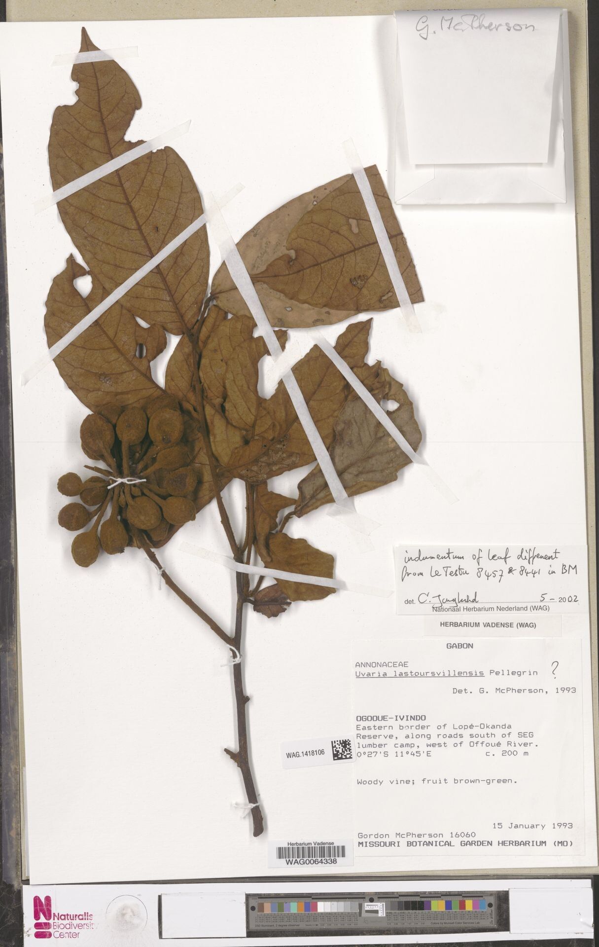 Uvaria lastoursvillensis — houseplant care guide