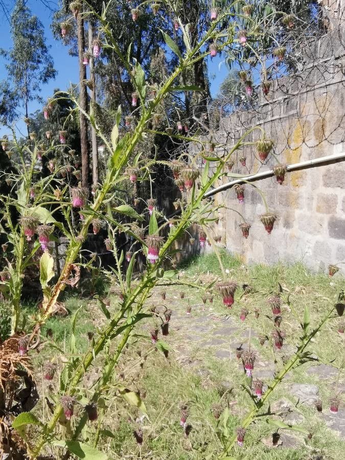 Laggera crispata flower