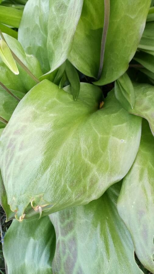 Erythronium grandiflorum — search result for 'Liliaceae'