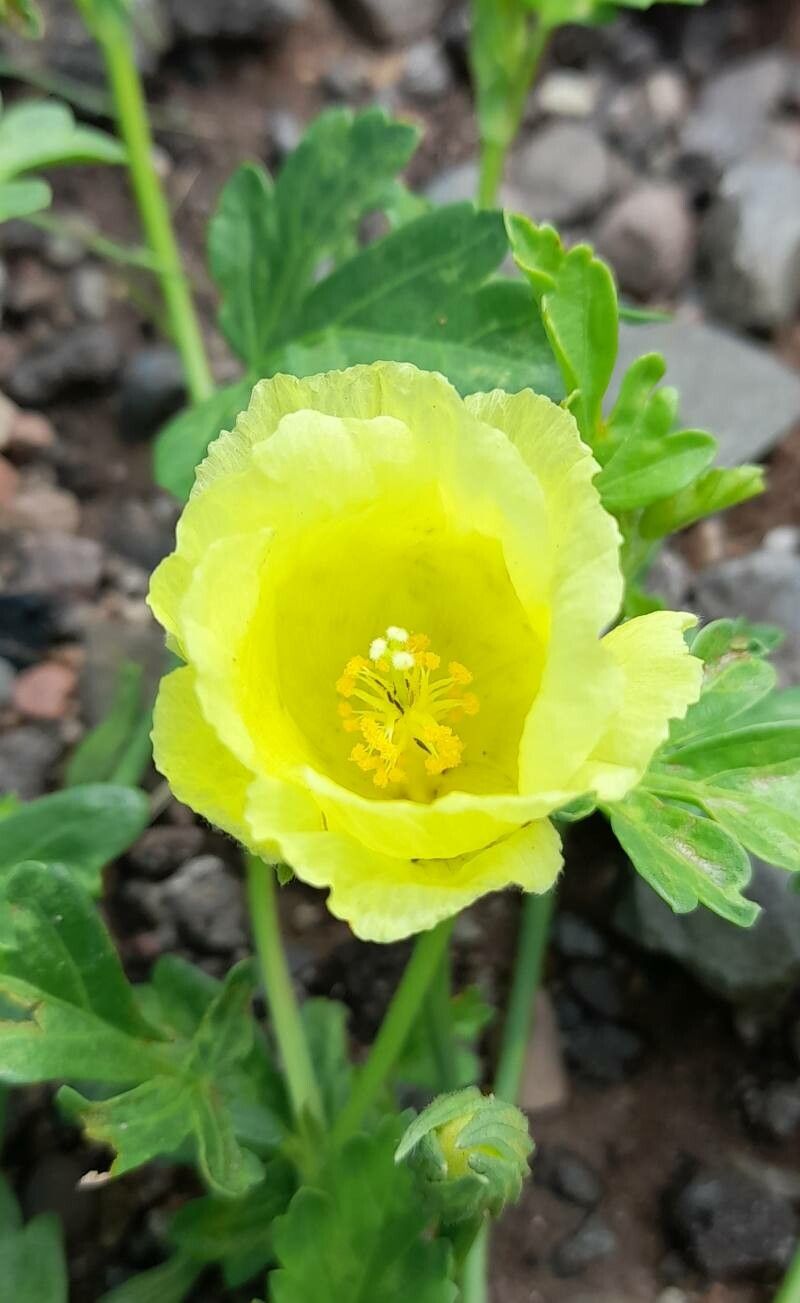 Cienfuegosia argentina flower