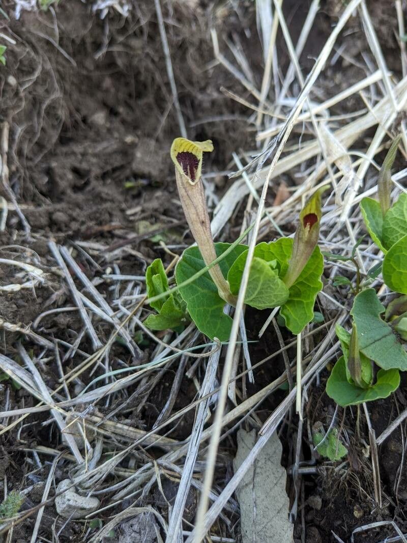 Aristolochia lutea flower