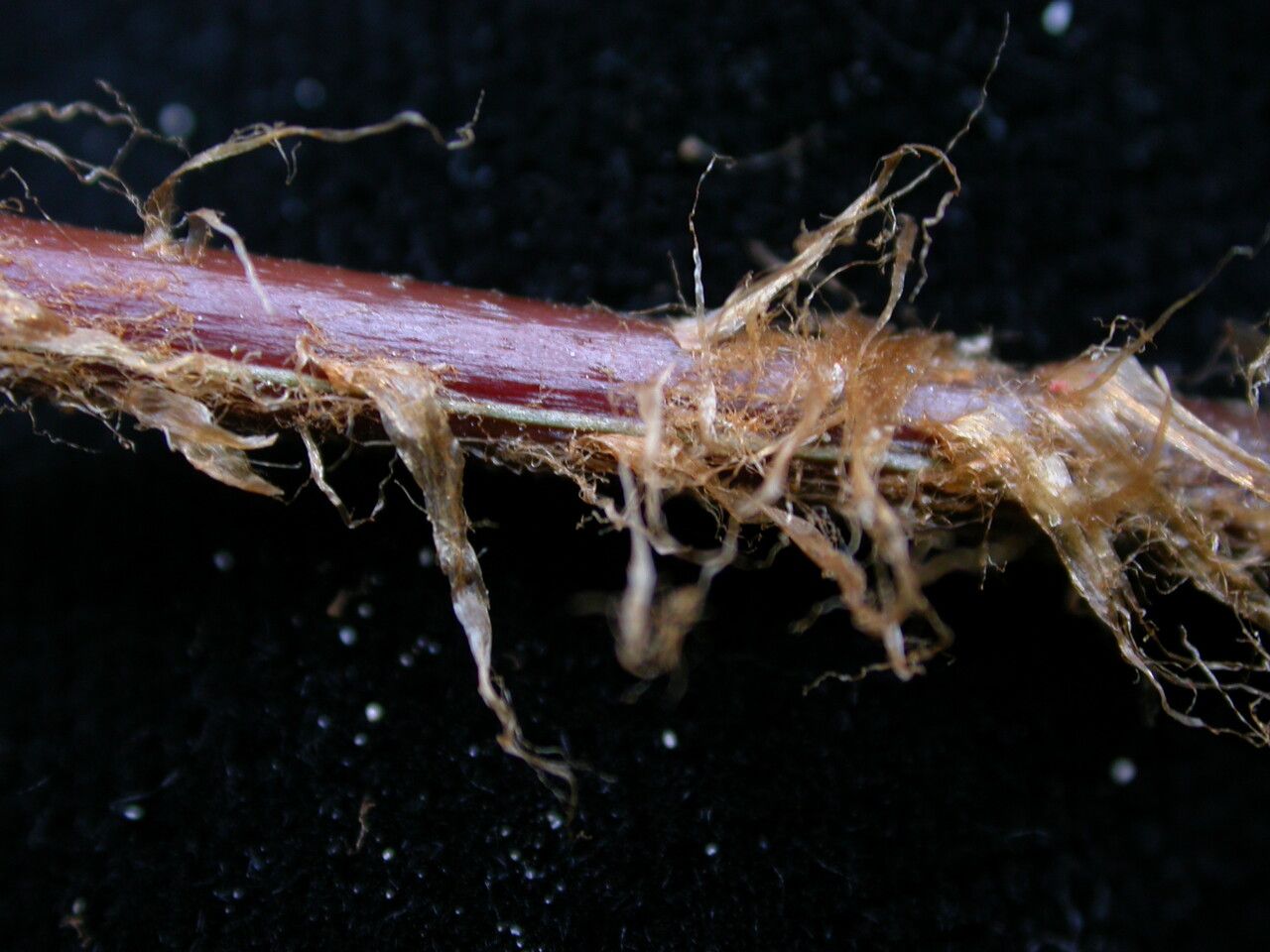 Dryopteris cochleata bark