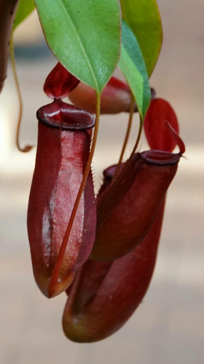 Nepenthes alata fruit
