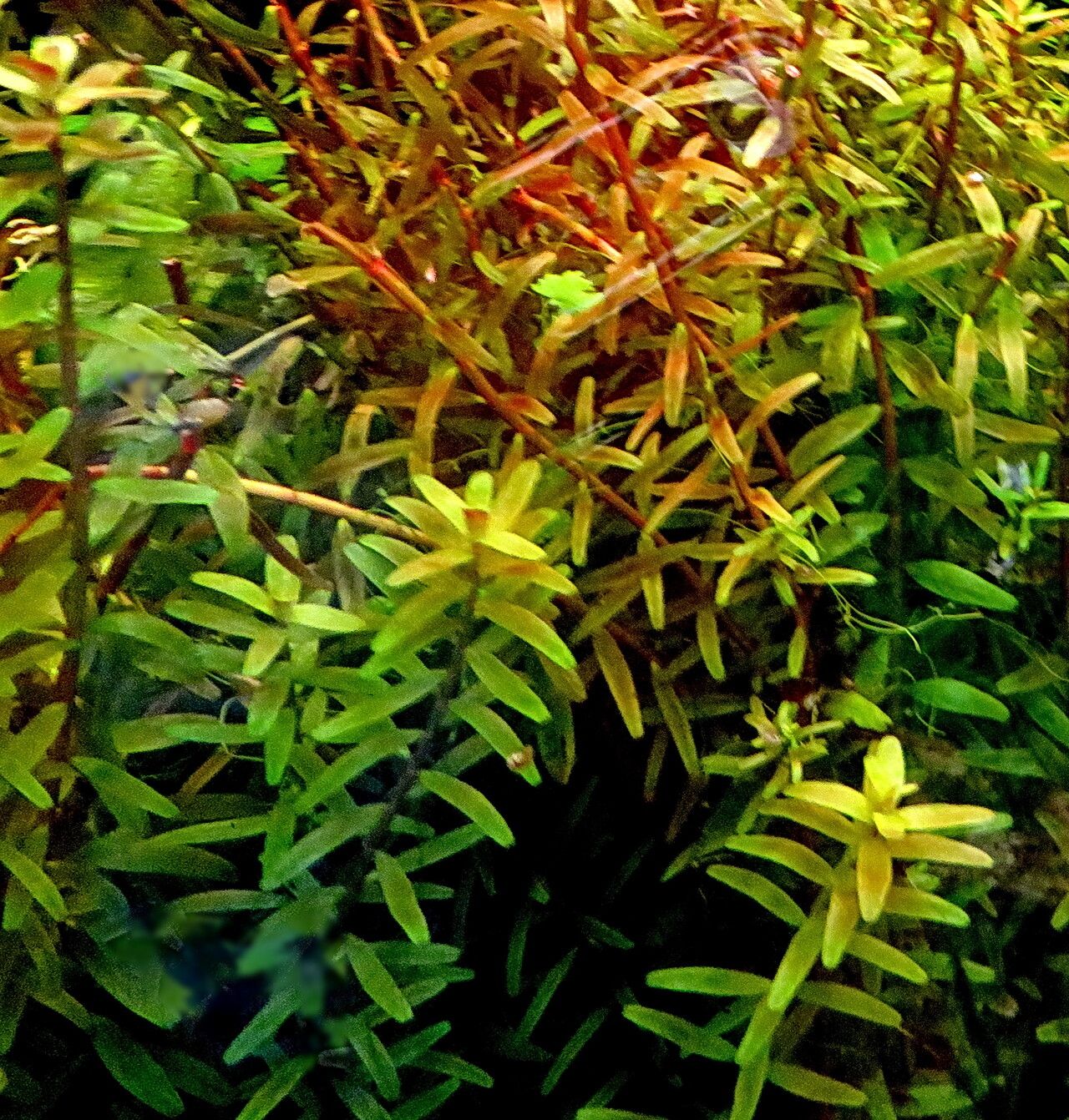 Hydrilla verticillata — houseplant care guide
