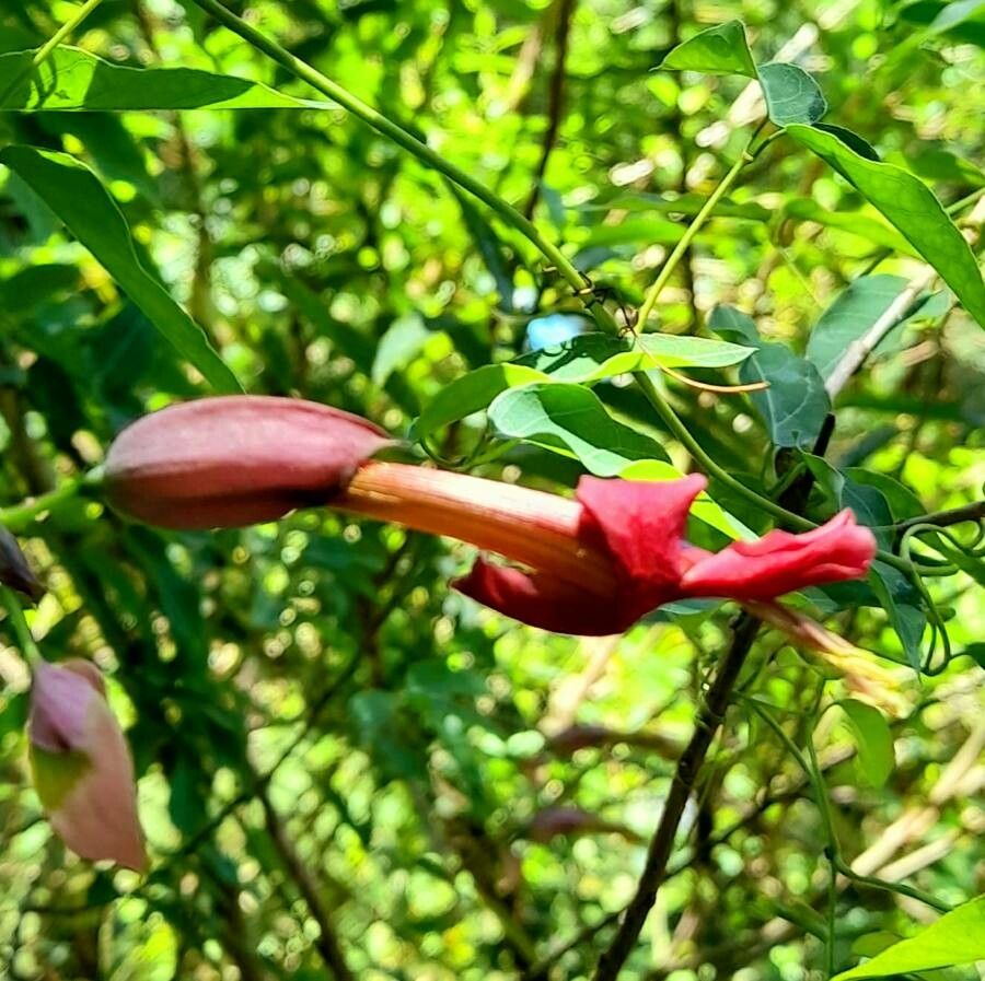 Dolichandra cynanchoides flower