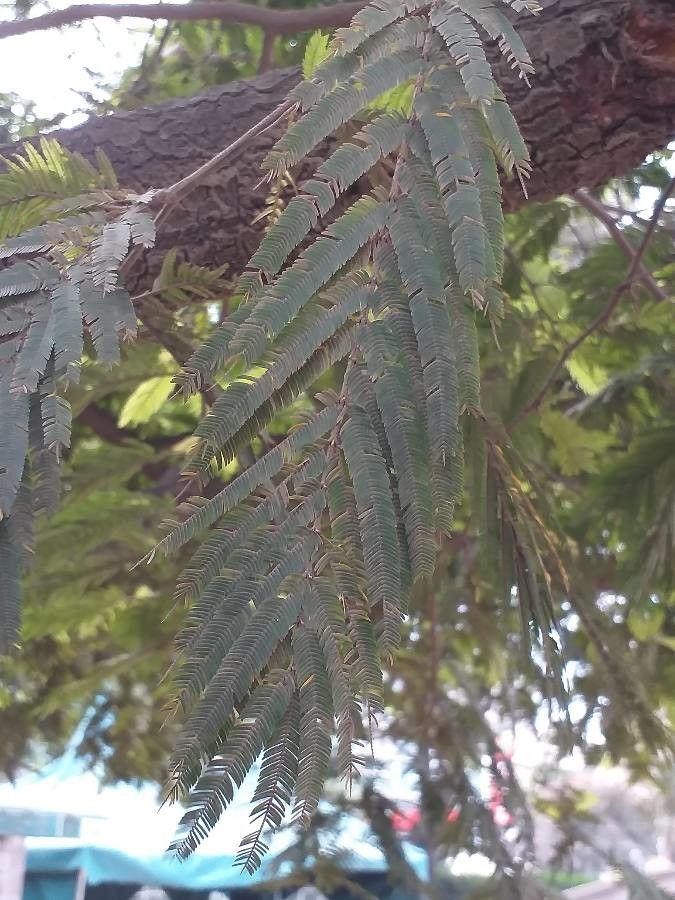 Newtonia buchananii leaf