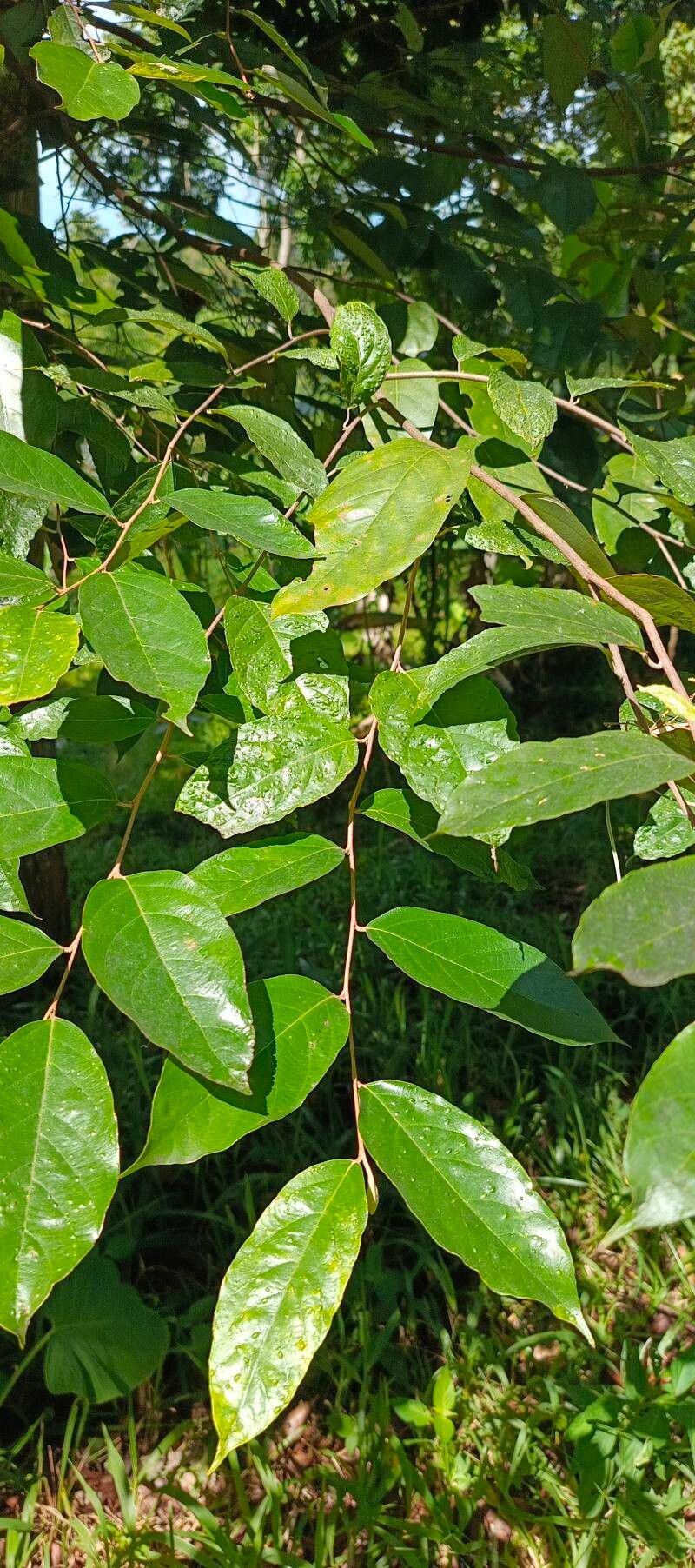 Styrax benzoin — related species from the same genus