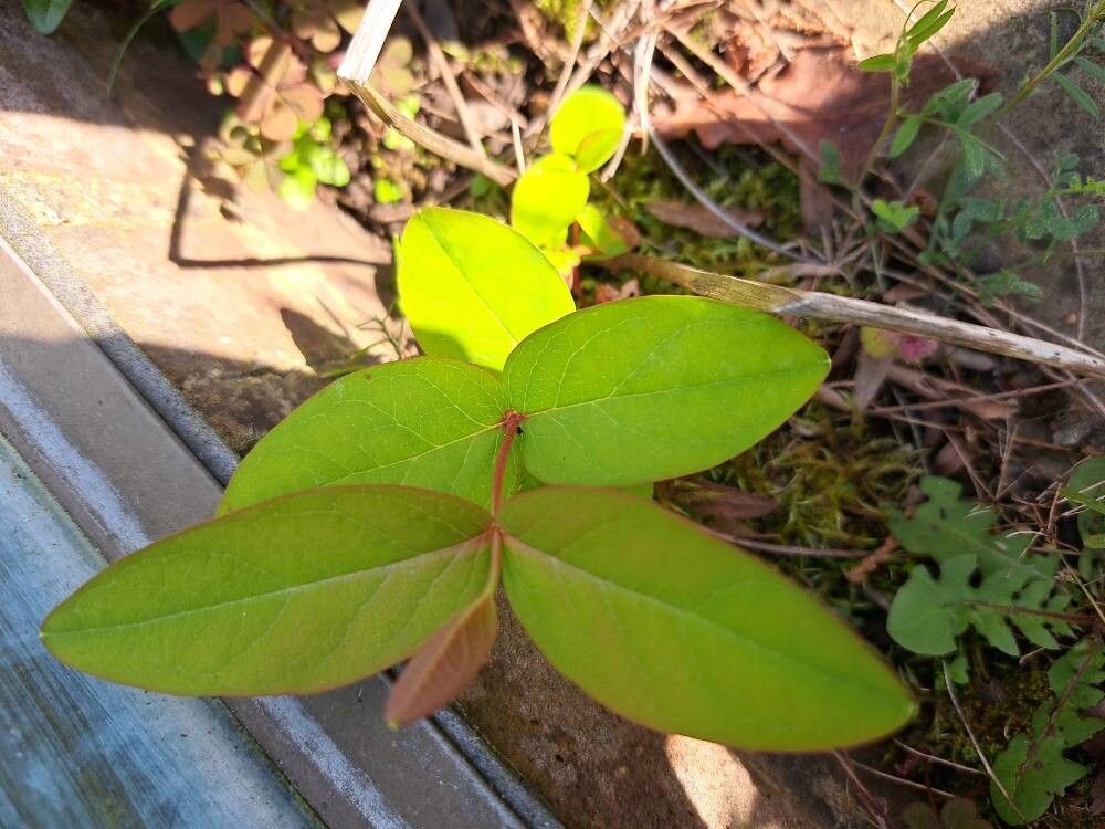 Hypericum forrestii — search result for 'Myanmar'