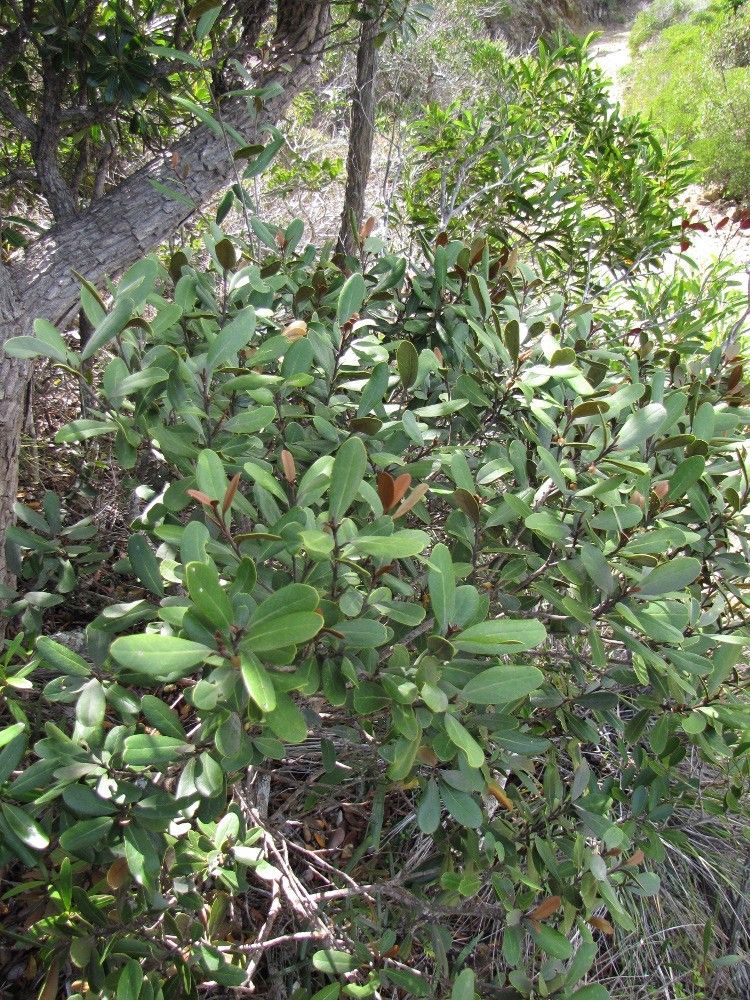 Planchonella contermina habit