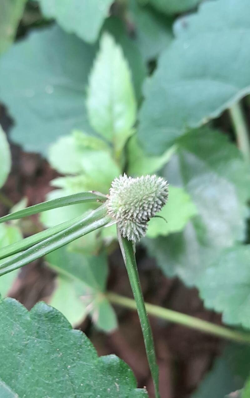 Cyperus hortensis flower