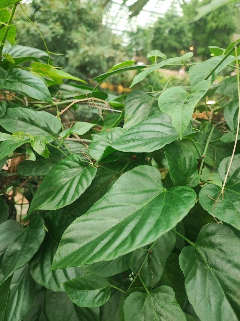 Cissus nodosa — houseplant care guide