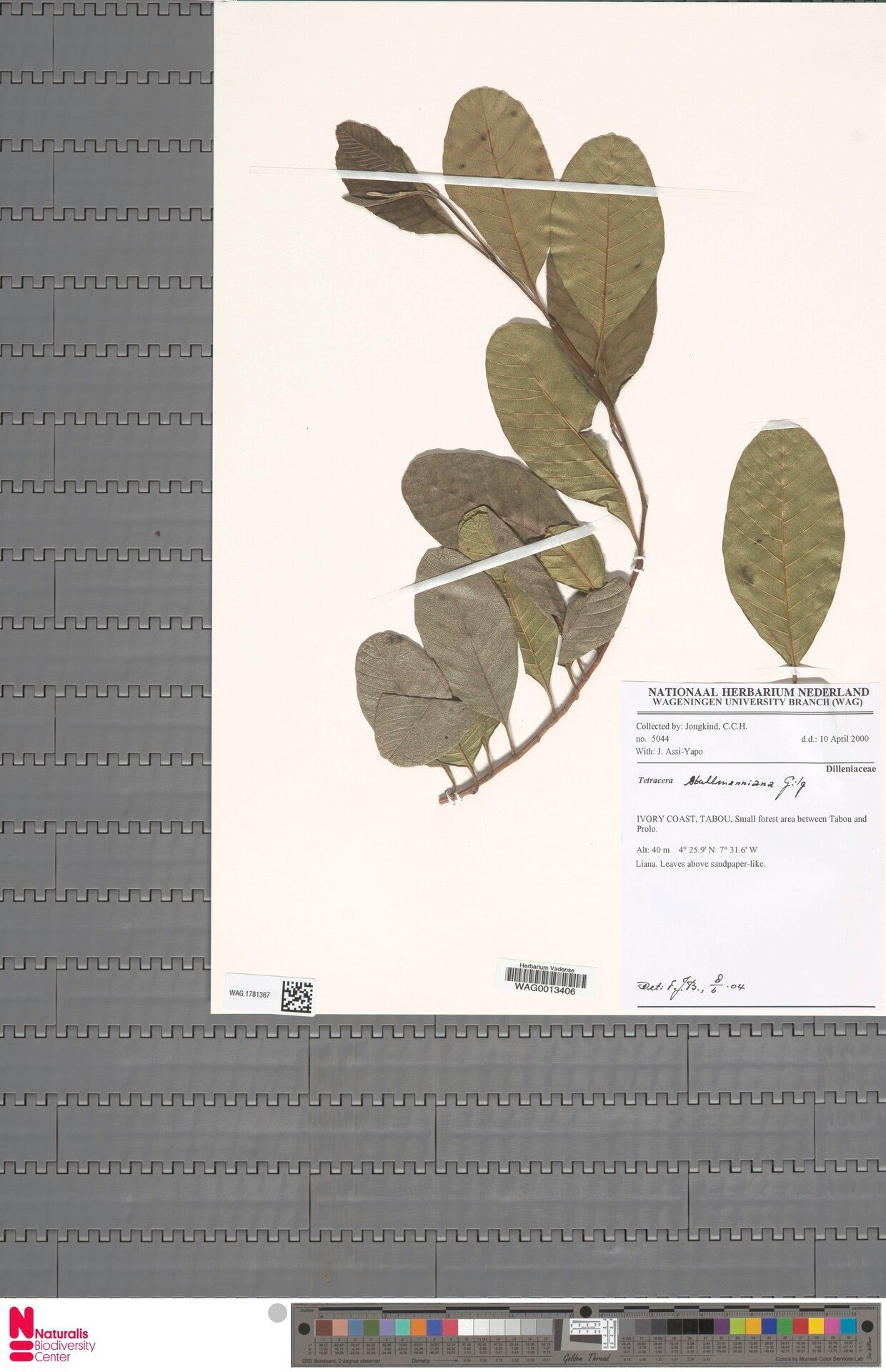 Tetracera stuhlmanniana — houseplant care guide