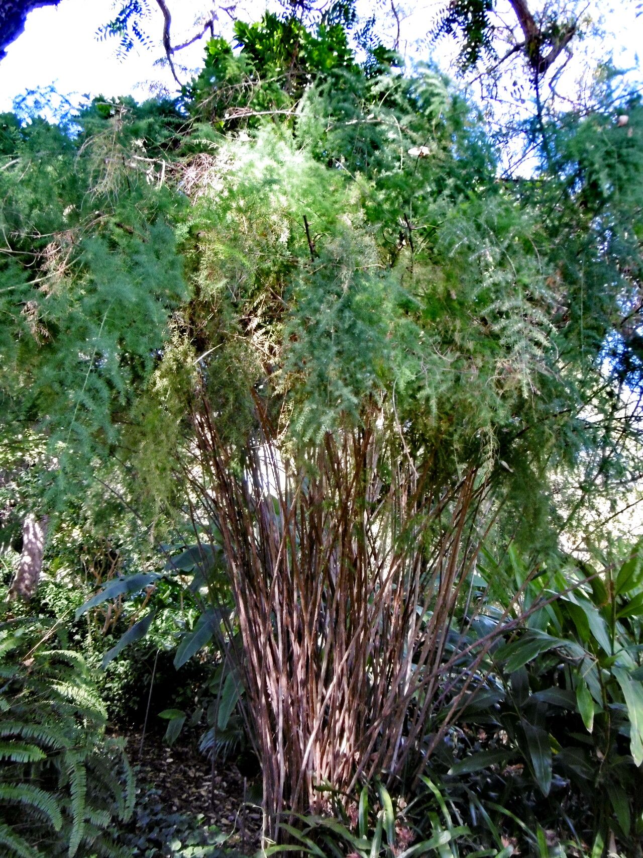 Asparagus scoparius habit