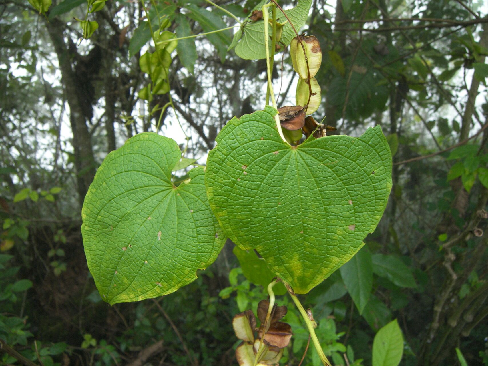 Dioscorea convolvulacea — houseplant care guide